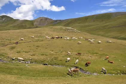 France, Hautes-Pyrénées (65), Saint-Lary-Soulan et Vielle-Aure, randonnée sur une variante du GR10 entre le col de Portet et les lacs de Bastan en bordure de la réserve naturelle de Néouvielle, troupeau de vaches en estive  vers le col