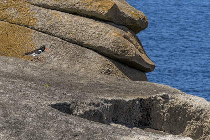 France, Finistère (29), Pays des Abers, Ile Vierge dans l'archipel de Lilia, huitrier pie (Haematopus ostralegus)