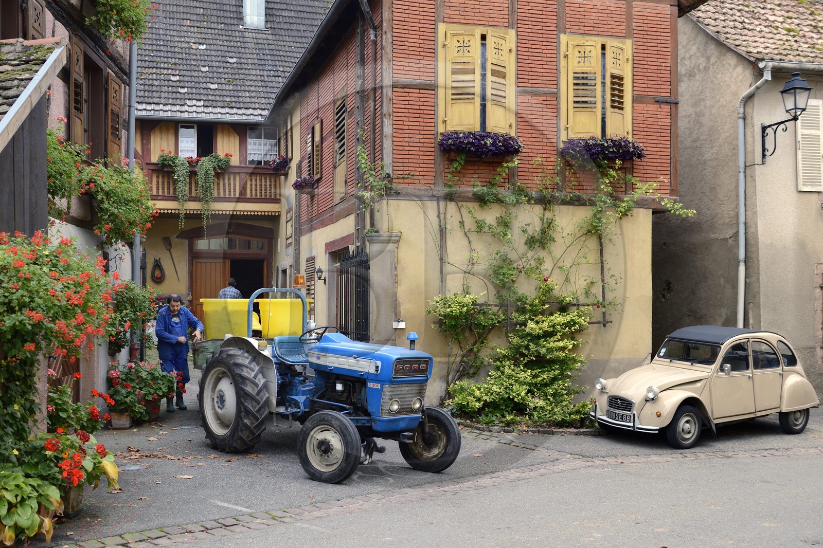 France, Haut-Rhin (68), Route des Vins d'Alsace, Hunawihr, labellisé Les Plus Beaux Villages de France, devant la maison d'un vigneron pendant les vendanges