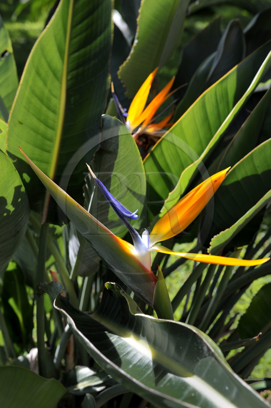 France, Ile de la Reunion,