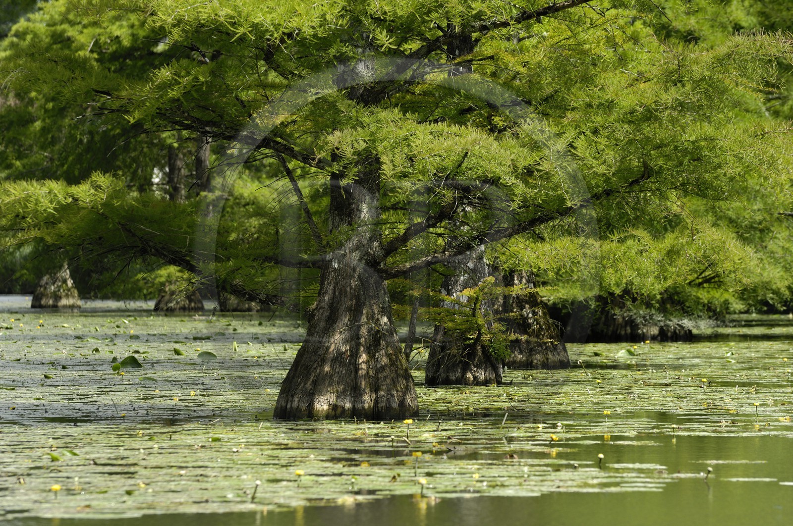 France, Loir-et-Cher (41), le parc du château de Cheverny, cyprès chauves dans le canal