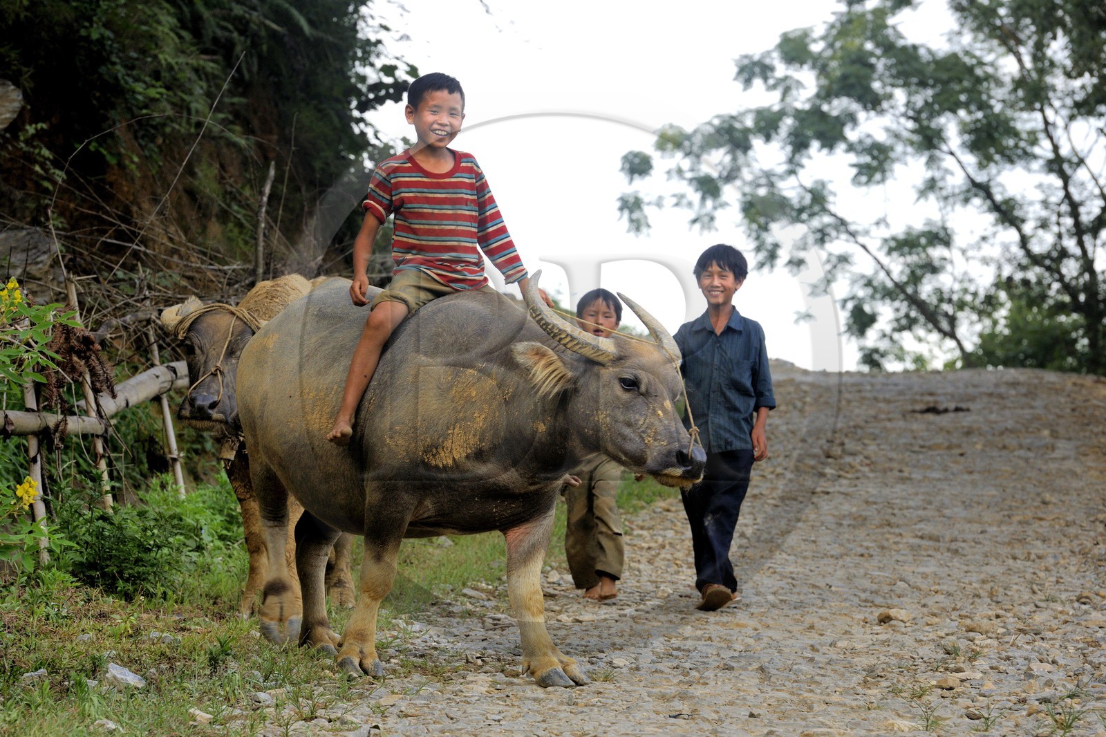 Vietnam, province de Lao Cai, région de Bac Ha, enfant chevauchant son buffle