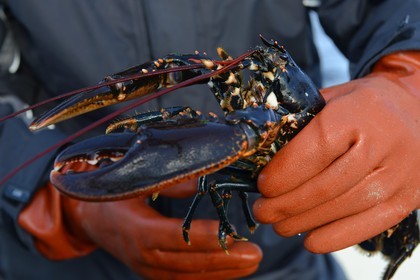 Suède, Västra Götaland, Iles Koster, sortie en mer pour récupérer les casiers à homards, homard