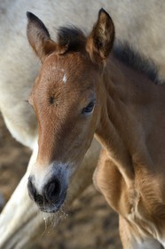 Spain, Andalusia, Seville Province, Utrera, the Ayala stud farm (Yeguada Ayala), Andalusian horse also known as the Pure Spanish Horse or PRE (Pura Raza Espanola), foal