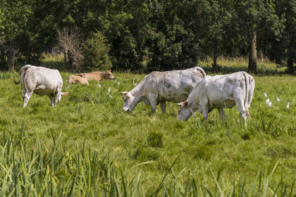 France, Deux-Sèvres (79), le Marais Poitevin, la Venise Verte, Le Vanneau-Irleau, troupeau de vaches entourées de hérons garde-bœufs ou encore pique-bœufs (Bubulcus ibis)