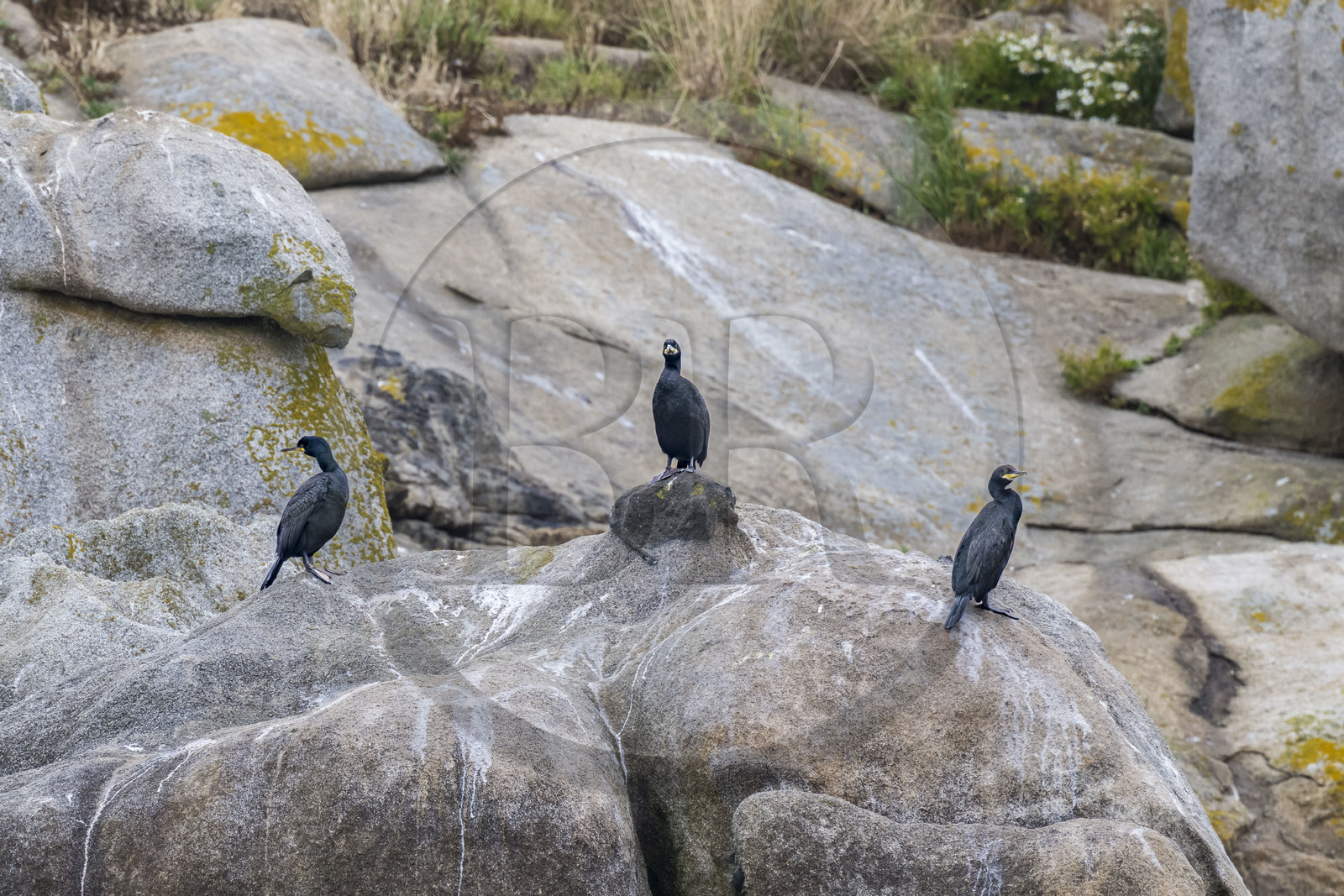 France, Finistère (29), Carantec, Réserve ornithologique des îlots de la Baie de Morlaix, Grands Cormorans (Phalacrocorax carbo)  sur l'Ile-aux-Dames