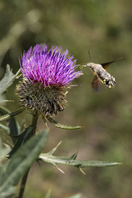 France, Hautes Alpes, Nevache, the Vallée Etroite (Narrow Valley), the Hummingbird Hawk-moth (Macroglossum stellatarum) has a very long proboscis which allows it to hover in flight and pollinate flowers like a hummingbird.