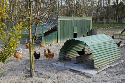 France, Marne (51), village de Saint-Amand-sur-Fion, élevage de poulet fermier en plein air