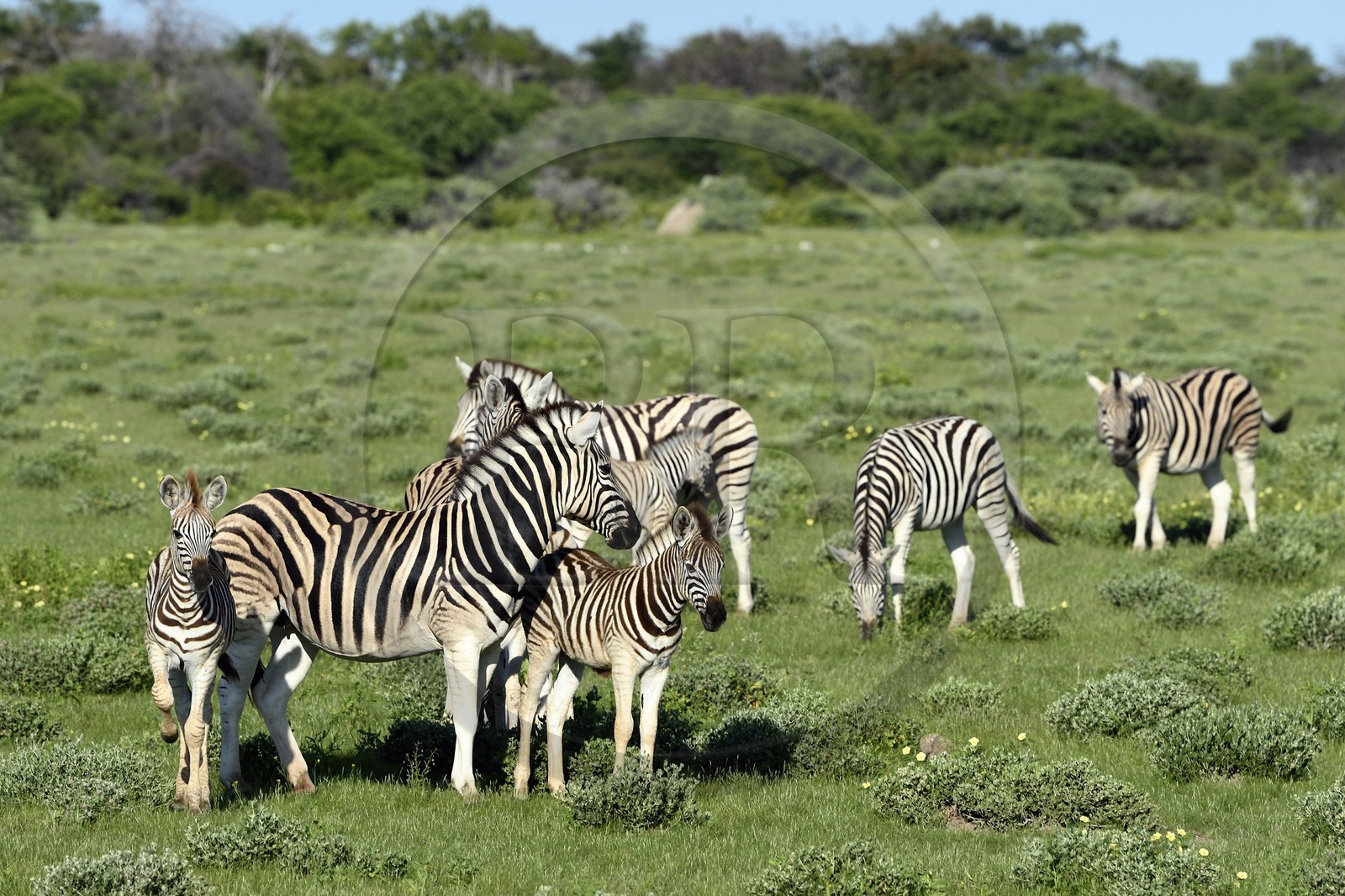 Namibia, Oshikoto region, Etosha National Park, Burchell's zebras (Equus burchellii)