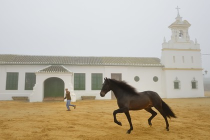 Spain, Andalusia, Seville Province, Utrera, Finca El Pinganillo, the property stud, training of an Andalusian horse also known as the Pure Spanish Horse or PRE (Pura Raza Espanola)