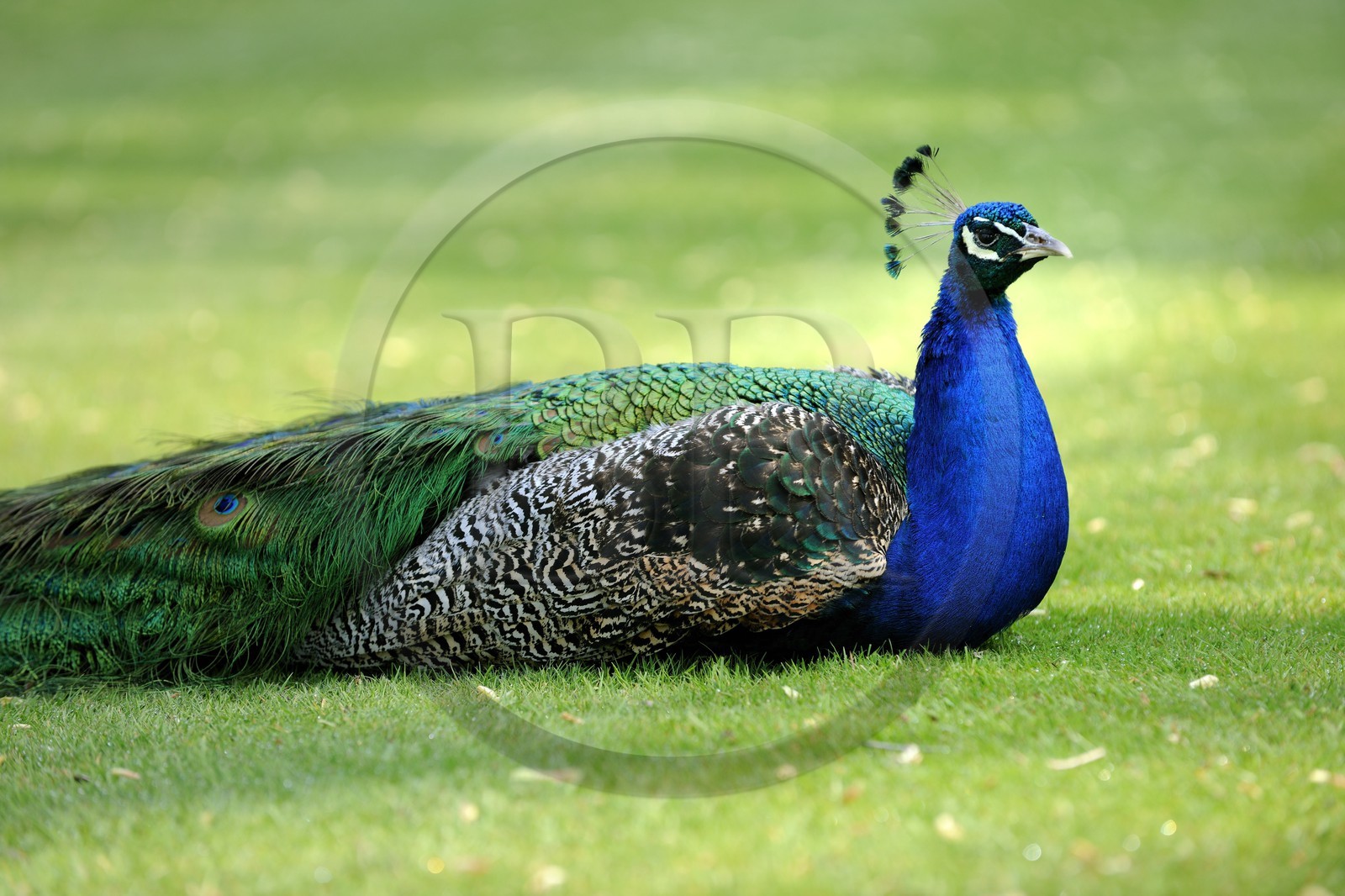 United Kingdom, Scotland, Borders, Tweed Valley, castle of Traquair House, peacock
