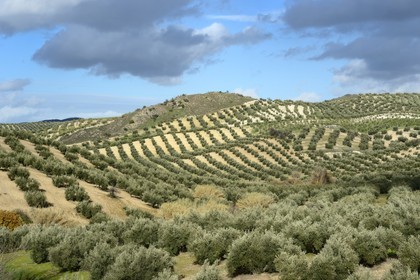 Espagne, Andalousie, province de Jaén, champs d'oliviers au sud de Martos entre Baena et Alcaudete