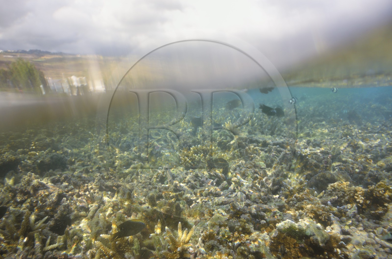 France, Reunion island (French overseas department), West Coast, Saint Gilles Les Bains (town of Saint-Paul), coral reef of Ermitage and La Saline Les Bains lagoon (underwater view)