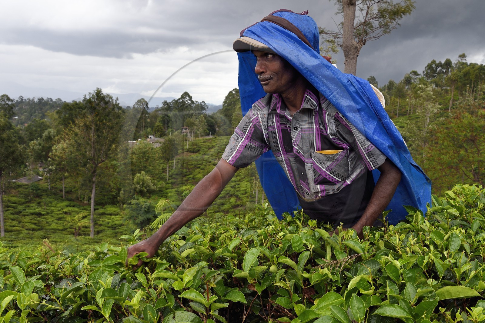 Sri Lanka, Province d'Uva, Bandarawela, cueillette des feuilles dans une plantation de thé