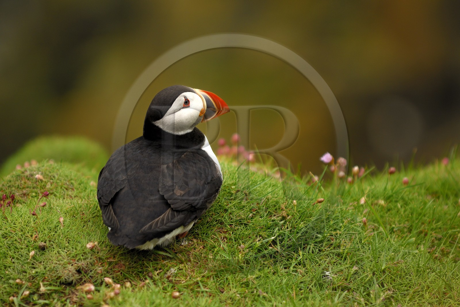 Royaume-Uni, Ecosse, les Shetland, Macareux moine
