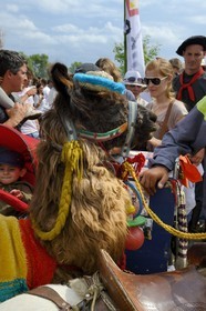 Argentine, province de Buenos Aires, San Antonio de Areco, lama grimé à l'occasion de la fête du Jour de la Tradition (Dia de la Tradicion)