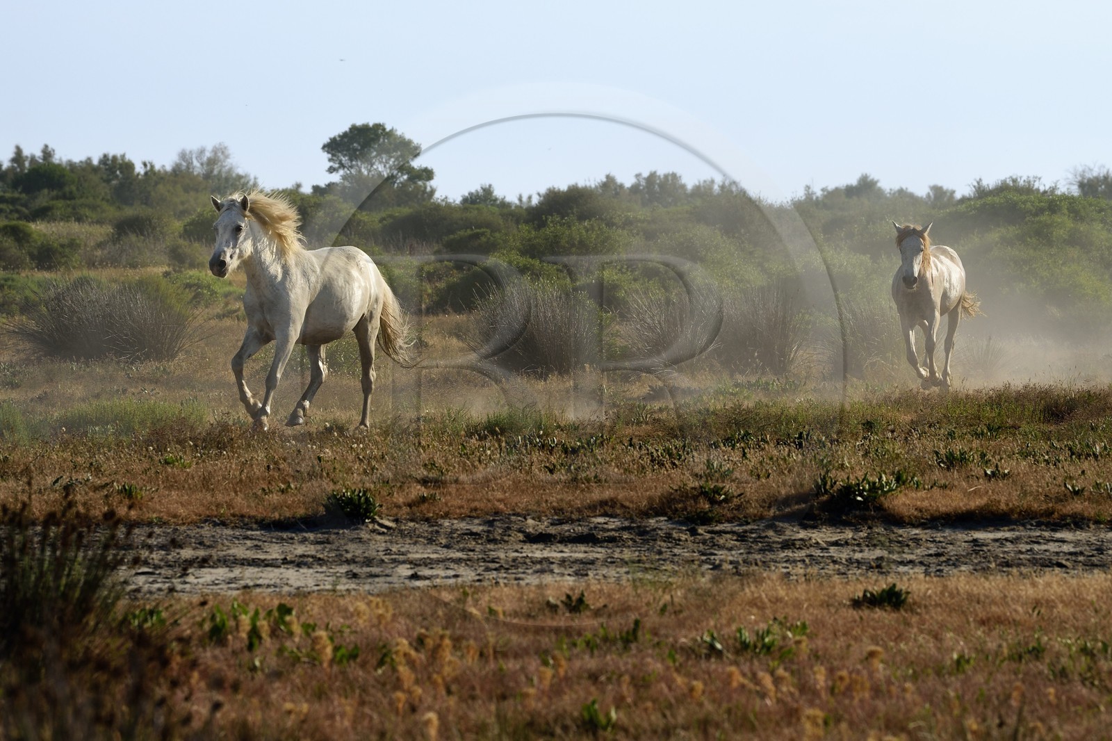 France, Bouches du Rhone, Parc naturel regional de Camargue (Regional Natural Park of Camargue), around Malagroy pond, manade Jacques Mailhan, Camargue horses