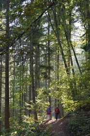 France, Bas-Rhin (67), Andlau, randonnée des chemins des Chateaux-forts d'Alsace vers le chateau d'Andlau
