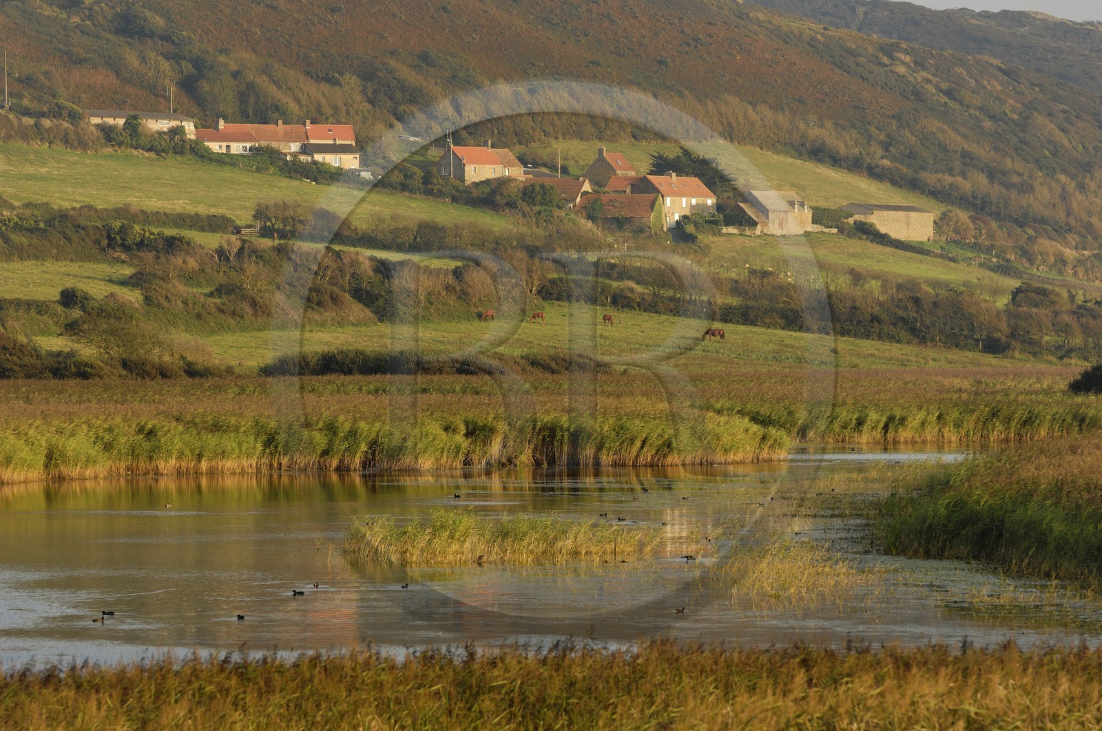 France, Manche (50), Cap de la Hague, dunes de l'anse de Vauville, la mare de Vauville
