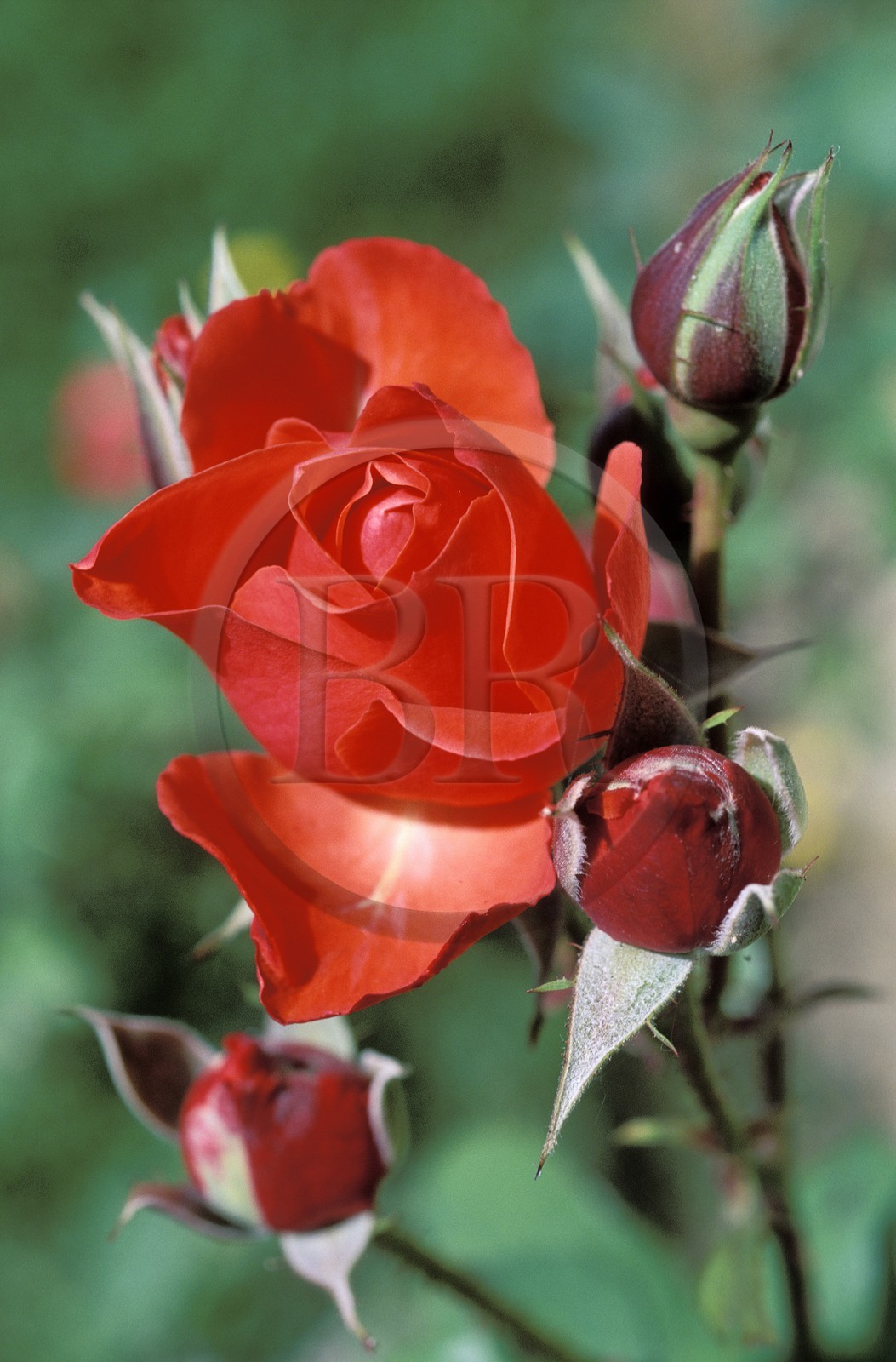 France, une rose rouge