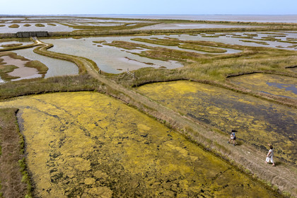 France, Charente-Maritime (17), Saintonge, Saint-Froult, réserve naturelle Moeze-Oléron dans la zone du marais de Brouage, observation ornithologique et visite de la réserve sur les sentiers dans les anciens marais salants
