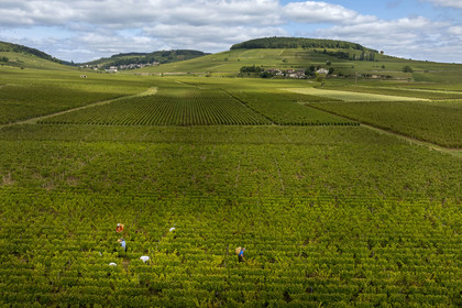 France, Côte-d'Or (21), les climats de Bourgogne classés Patrimoine Mondial de l'UNESCO, Route des Grands Crus, vignoble de la Côte de Beaune, Pernand-Vergelesses, vendanges dans les vignes où les Hospices de Beaune possèdent des parcelles, le village et la colline de Corton en arrière plan (vue aérienne)