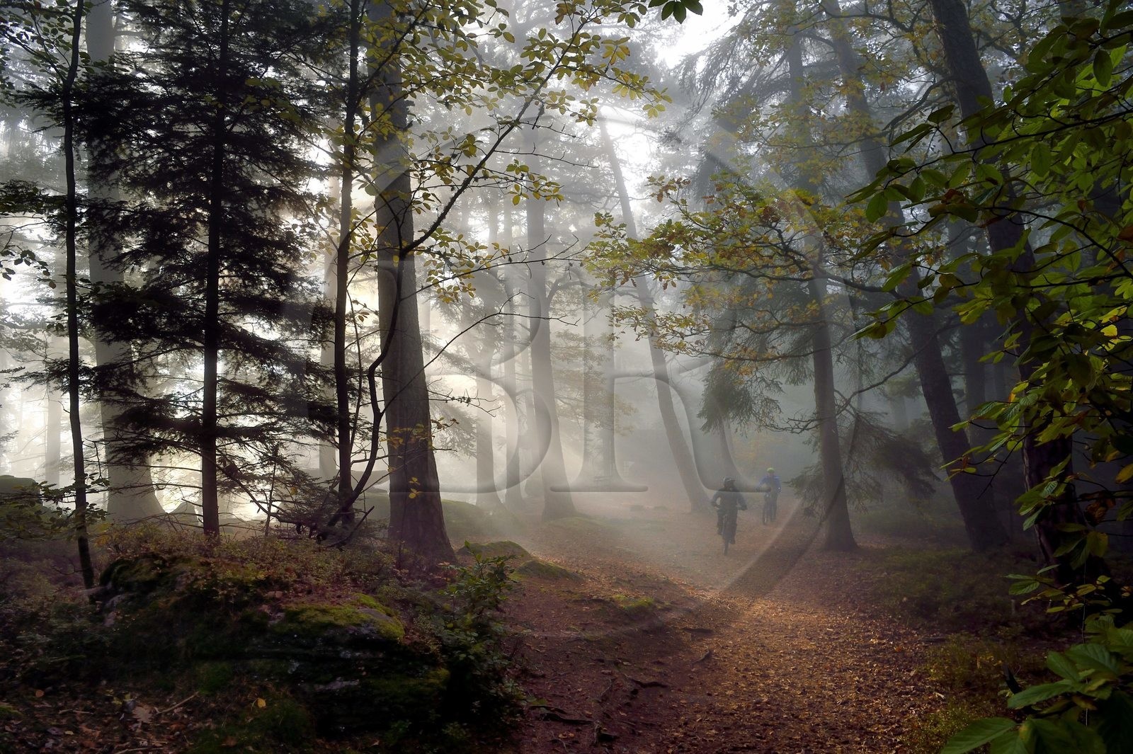 France, Bas Rhin, Mont Saint Odile, mountain bike along the Pagan Wall