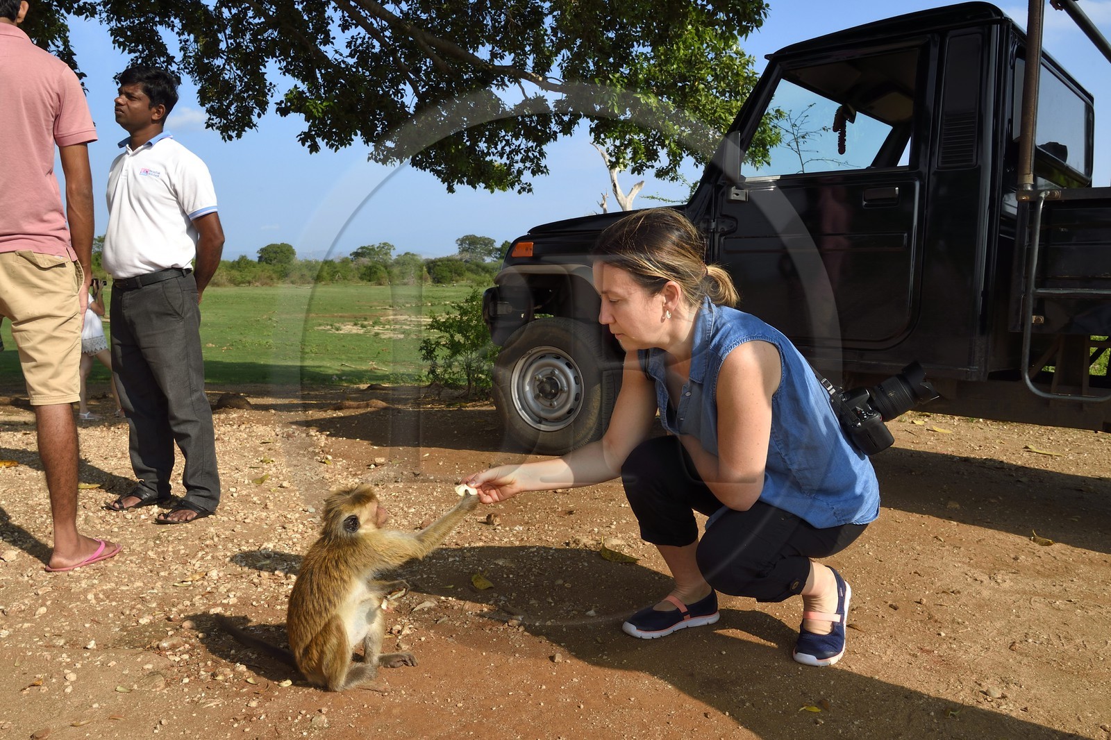 Sri Lanka, province d'Uva, Parc national d'Uda Walawe (Udawalawe National Park), macaque à toque (Macaca sinica)