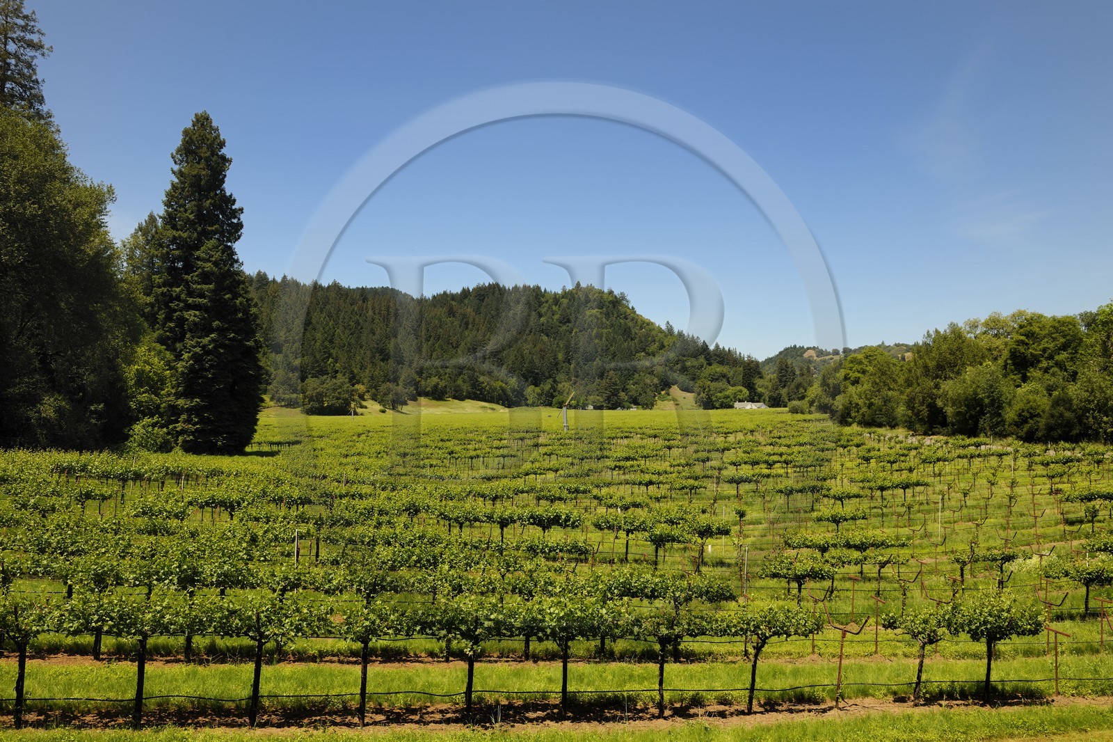 Etats-Unis, Californie, Sonoma County, vignoble