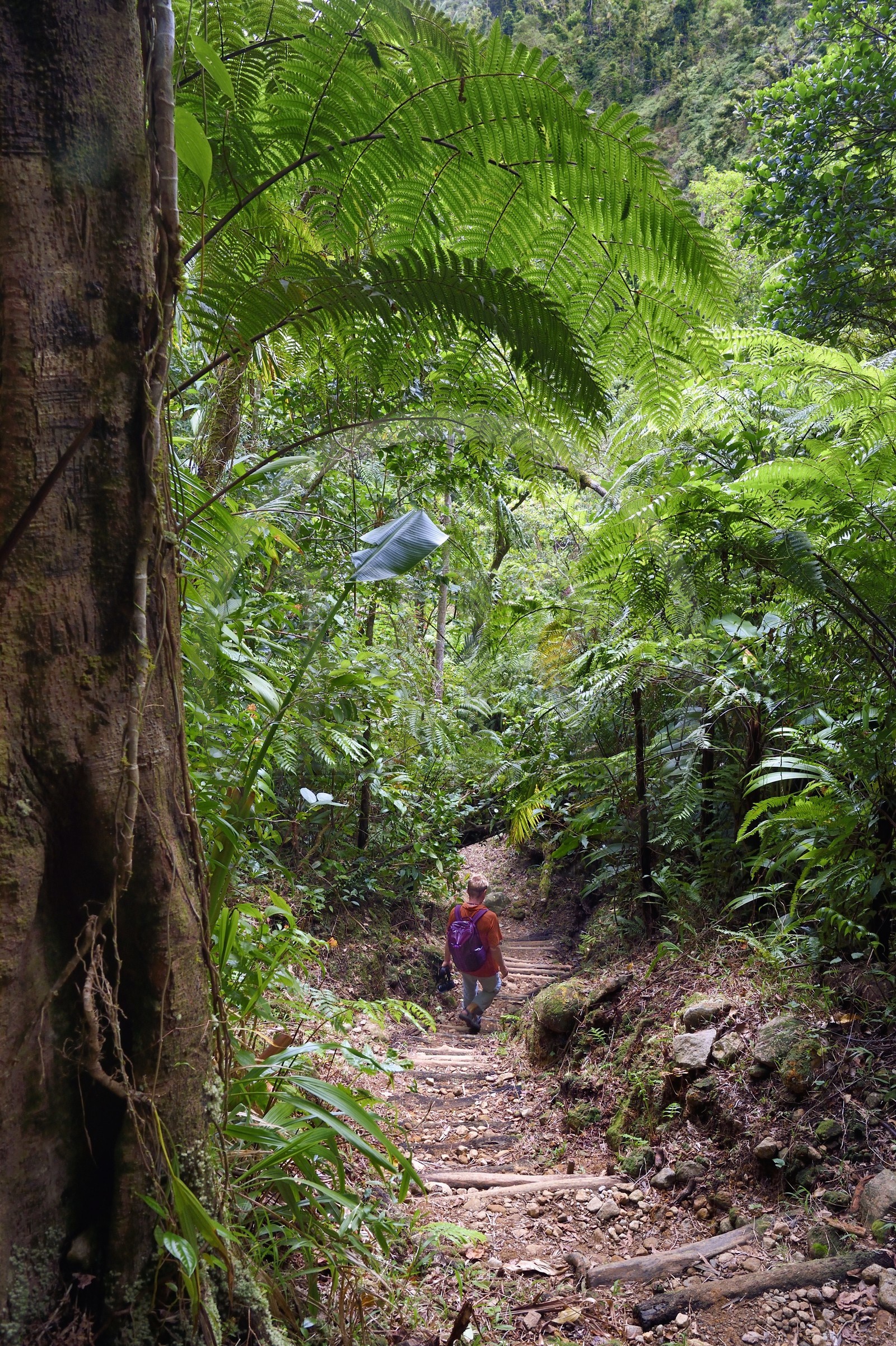 Caraïbes, Ile de la Dominique, Castle Bruce, Parc national du Morne Trois Pitons classé Patrimoine Mondial de l'UNESCO, randonneur sur le sentier traversant la forêt tropicale et menant à la la Vallée de la Désolation puis au Boiling Lake