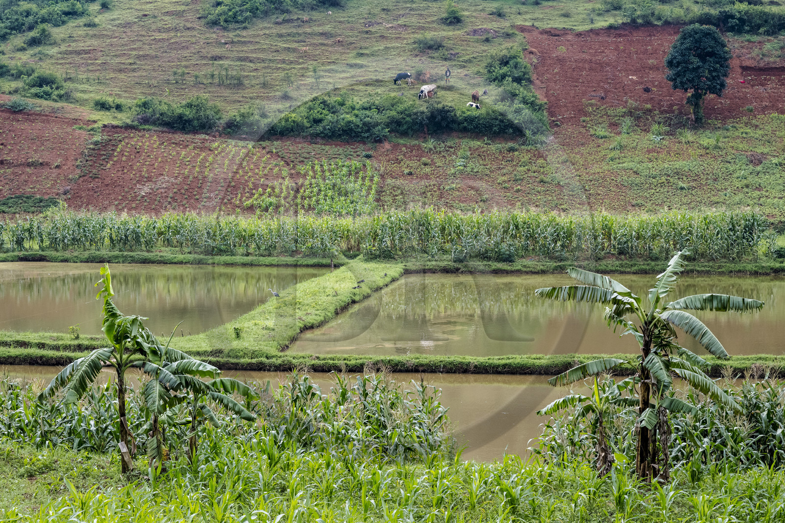 Rwanda, Province de l’Est, Nyagasambu, cultures et pisciculture en bordure de la rivière dans la vallée du Rugende