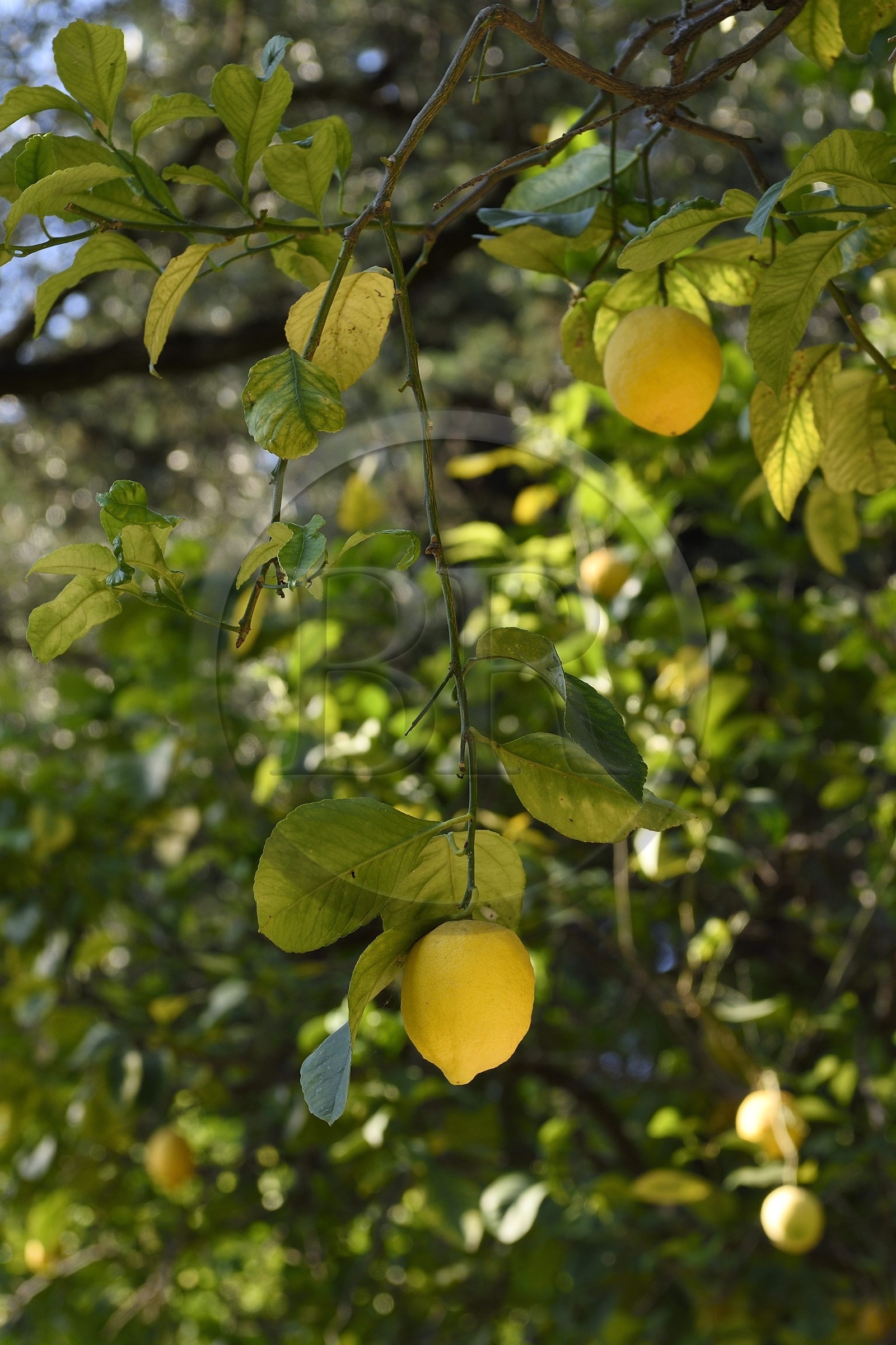 France, Alpes-Maritimes, Menton, the domain of Citronneraie created by François Mazet, the Lemon of Menton is not polished and have no chemical treatment after harvesting