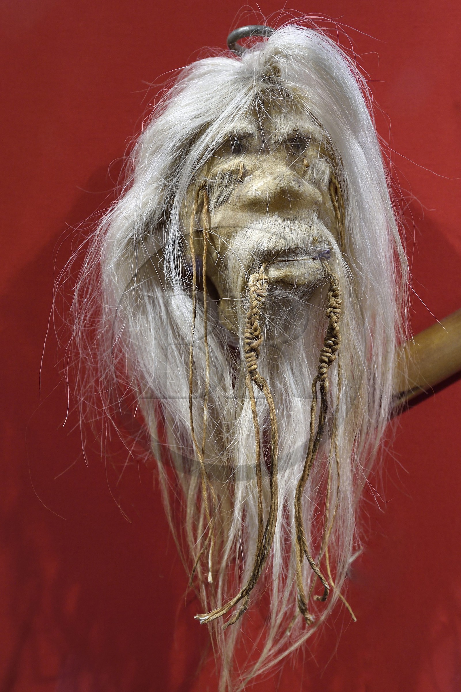 France, Dordogne, Perigord Noir, Dordogne valley, Sarlat la Caneda, Manoir de Gisson, cabinet of curiosities in the museum of the Manoir de Gisson, shrunken head from the Jivaro people