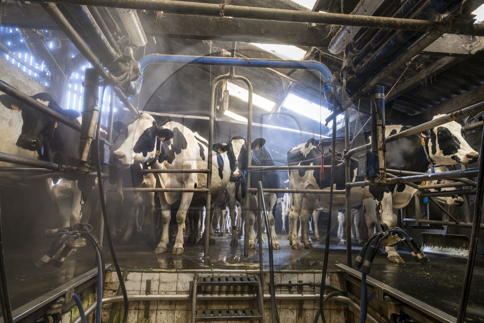 France, Finistère (29), Pays des Abers, Lannilis, ferme de Keruzal Vihan en bordure de l'Aber Benoit, élevage de vache laitières prim’holstein et traite du soir