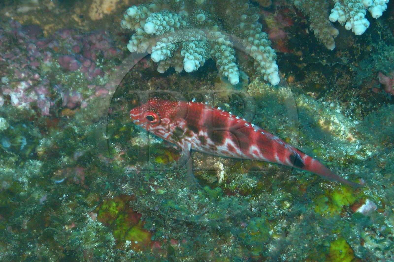 France, Reunion Island (French overseas department), coral reef of Saint Gilles and Ermitage lagoon (underwater view)