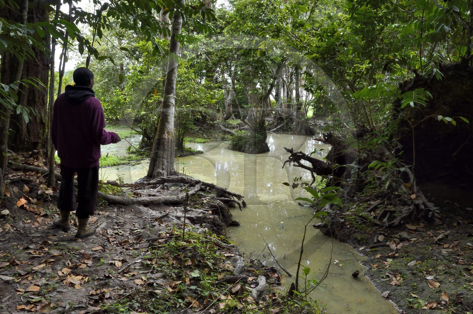 Gabon, province de Ogooué- Maritime, Parc National du Loango, site de Akaka dans la lagune du Fernan Vaz, zone marécageuse