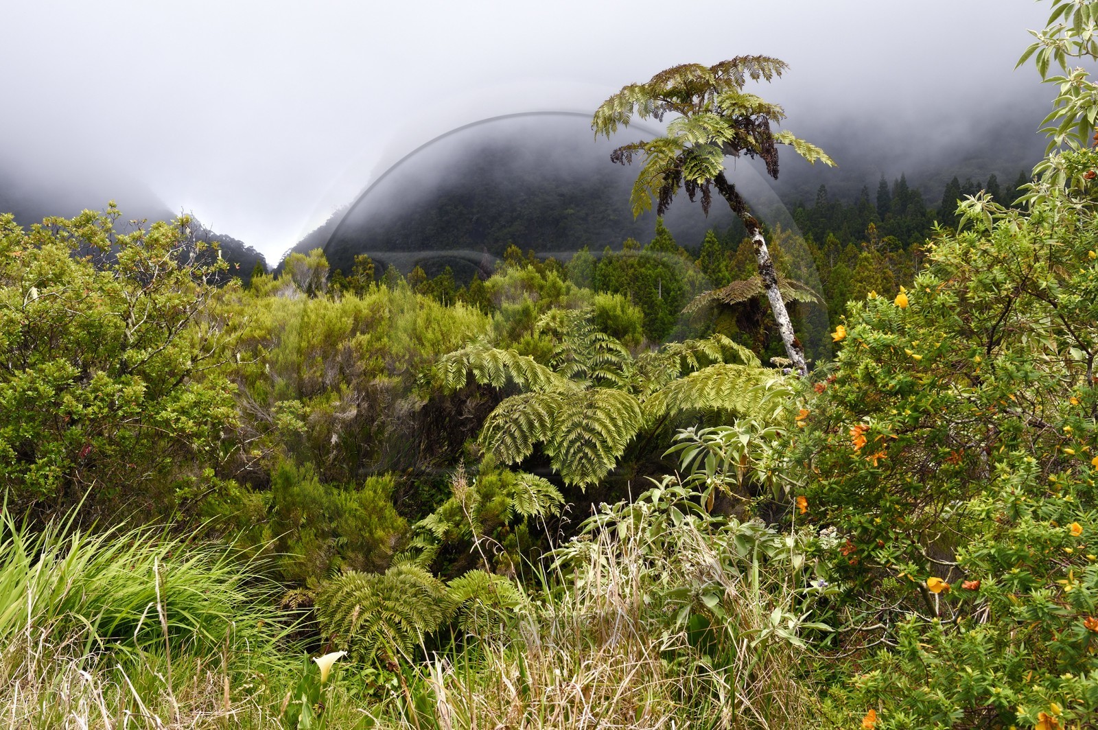France, Reunion island (French overseas department), Reunion National Park listed as World heritage by UNESCO, La Plaine des Palmistes, Bebour forest, Bras Cabot hiking trail, tree ferns (Cyathea glauca)