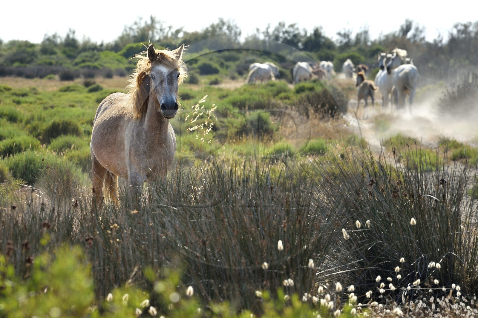 France, Bouches du Rhone, Parc naturel regional de Camargue (Regional Natural Park of Camargue), around Malagroy pond, manade Jacques Mailhan, Camargue horse