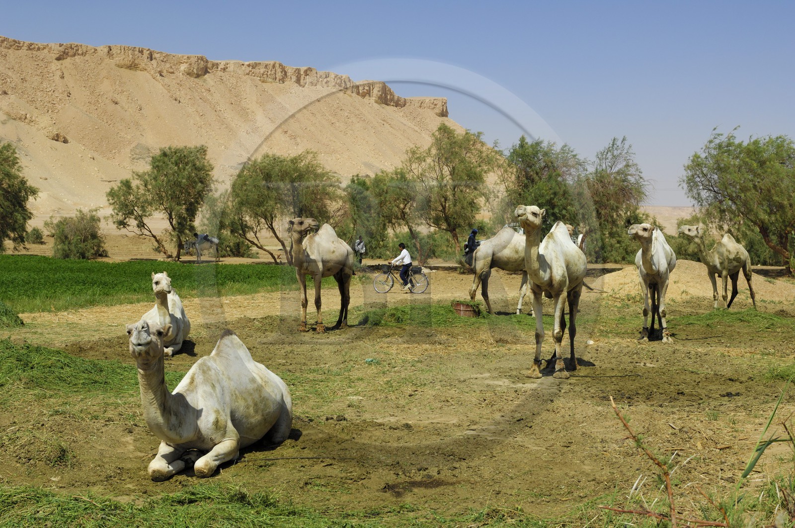 Egypte, désert libyque, oasis de Abu Mungar au nord de Farafra, élevage de dromadaires