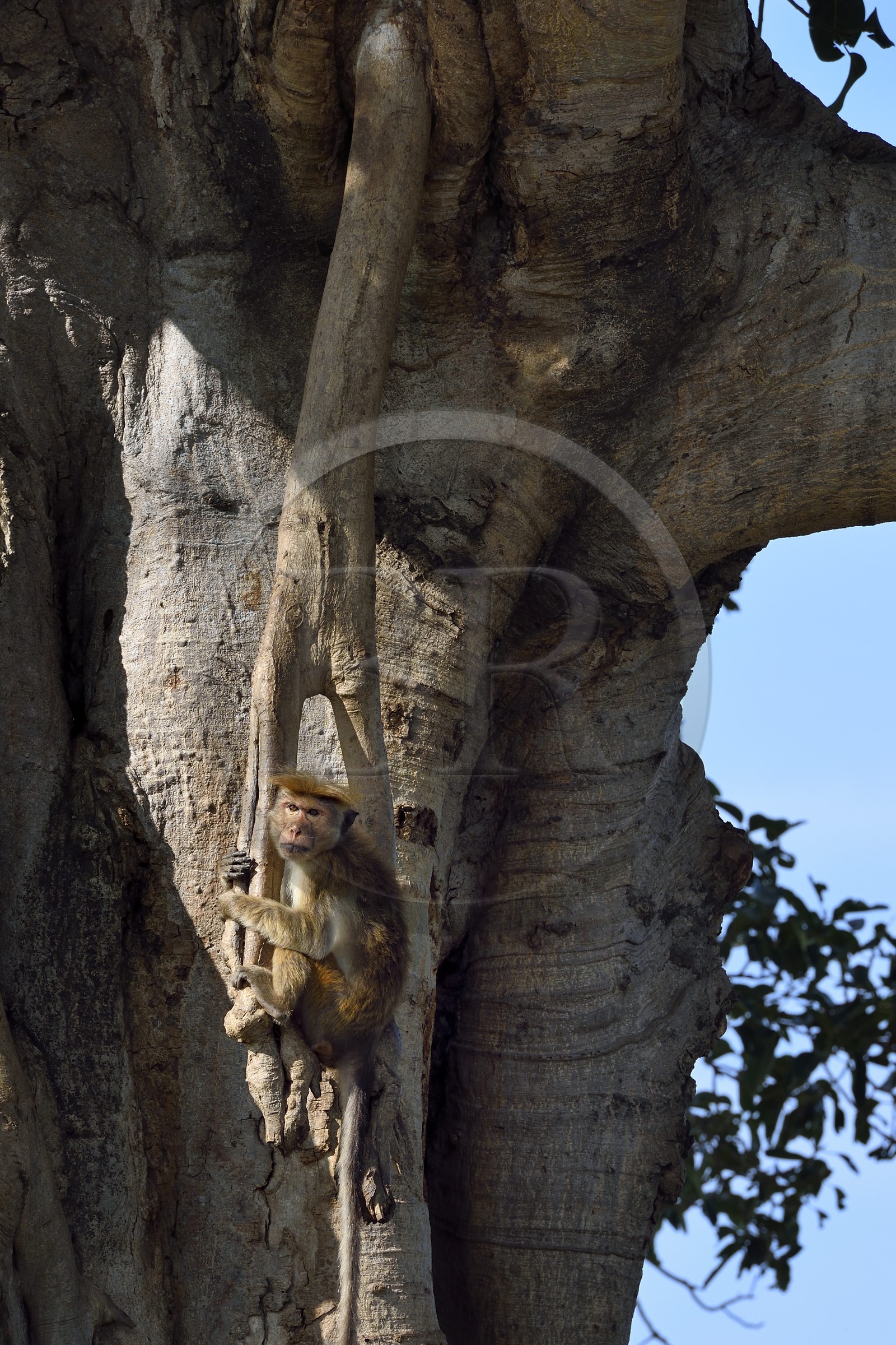 Sri Lanka, province d'Uva, Parc national d'Uda Walawe (Udawalawe National Park), macaque à toque (Macaca sinica)