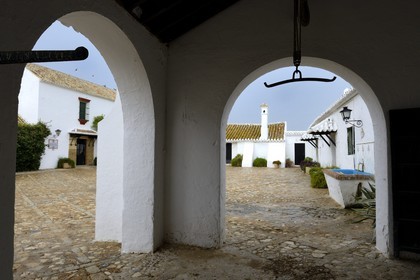 Spain, Andalusia, Seville Province, Utrera, the property El Toruno, breeding of fighting bulls