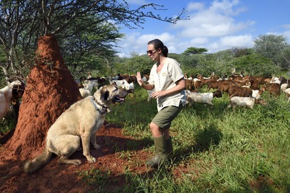 Namibia, Otjiwarongo, Cheetah Conservation Fund, research and education centre, CCF’s Livestock Guarding Dog Program has been highly effective at reducing predation rates and thereby reducing the inclination by farmers to trap or shoot cheetahs, Anatolian shepherd Kangal dog watching a herd of Boer goats and Paige Seitz, Livestock Guarding Dog Programme Manager