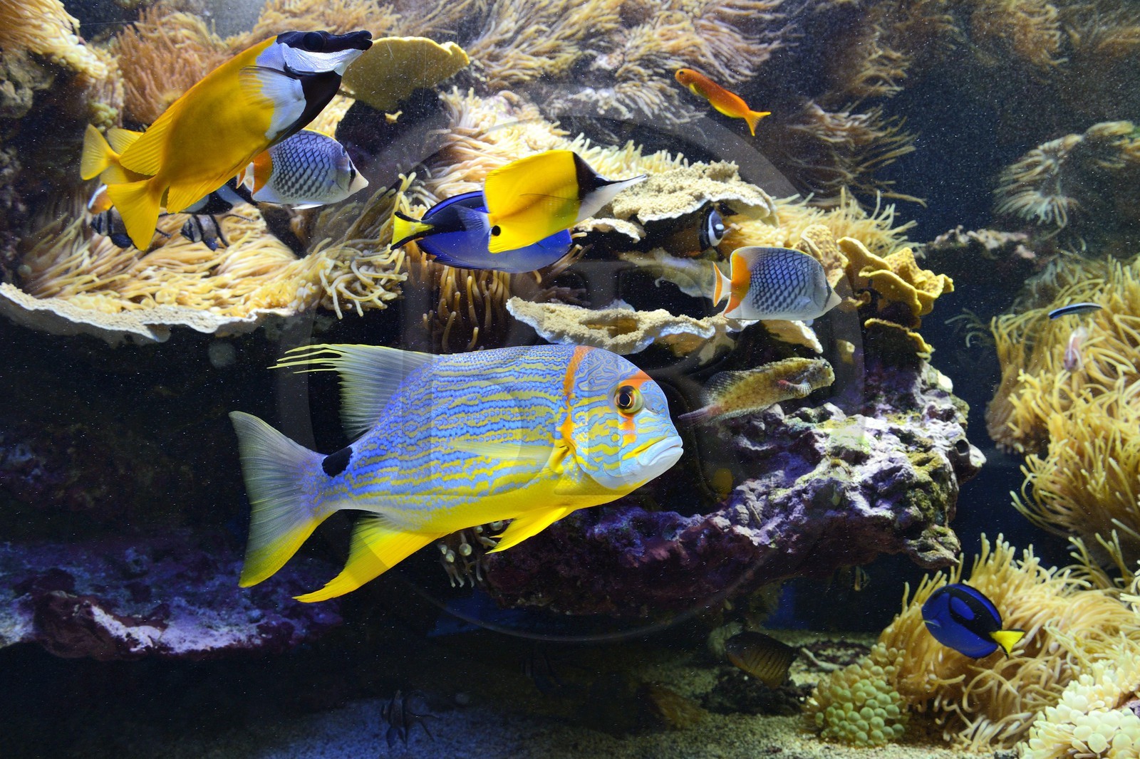 Principauté de Monaco, Monaco, le musée océanographique, Symphorichthys spilurus