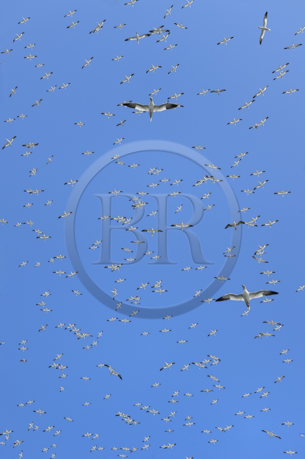 France, Côtes-d'Armor (22), Perros-Guirec, archipel et réserve ornithologique de Sept-Iles, Ile Rouzic, colonie de fous de Bassan (Morus bassanus), unique point de nidification en France pour plus de 20000 couples