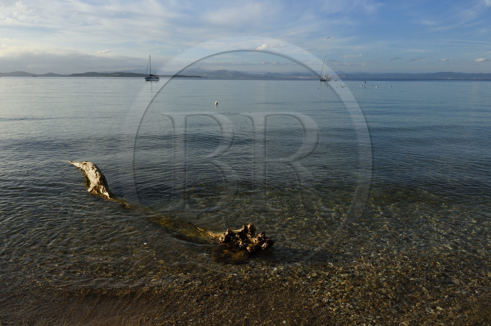 France, Var, Iles d'Hyeres, Parc National de Port Cros (National park of Port Cros), Porquerolles island, plage de la Courtade (Courtade beach)