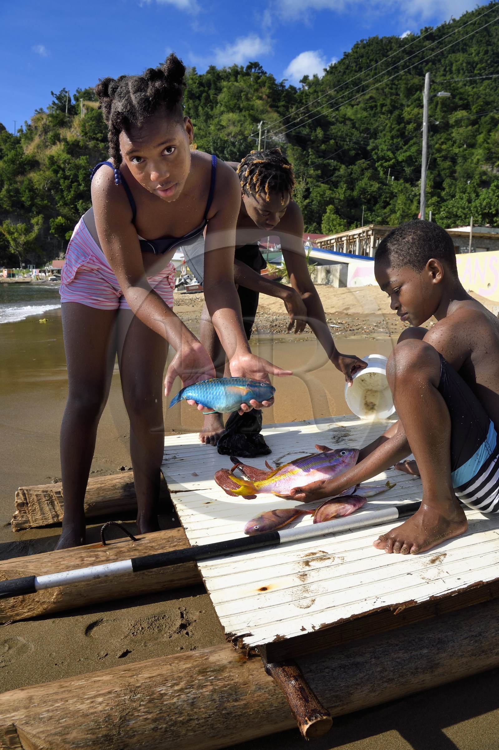 Caraïbes, Ile de la Dominique, baie de Soufrière, groupe d'enfant au retour de pêche  sur la plage de Soufrière, jeune fille tenant un poissons-perroquets (Scaridae)