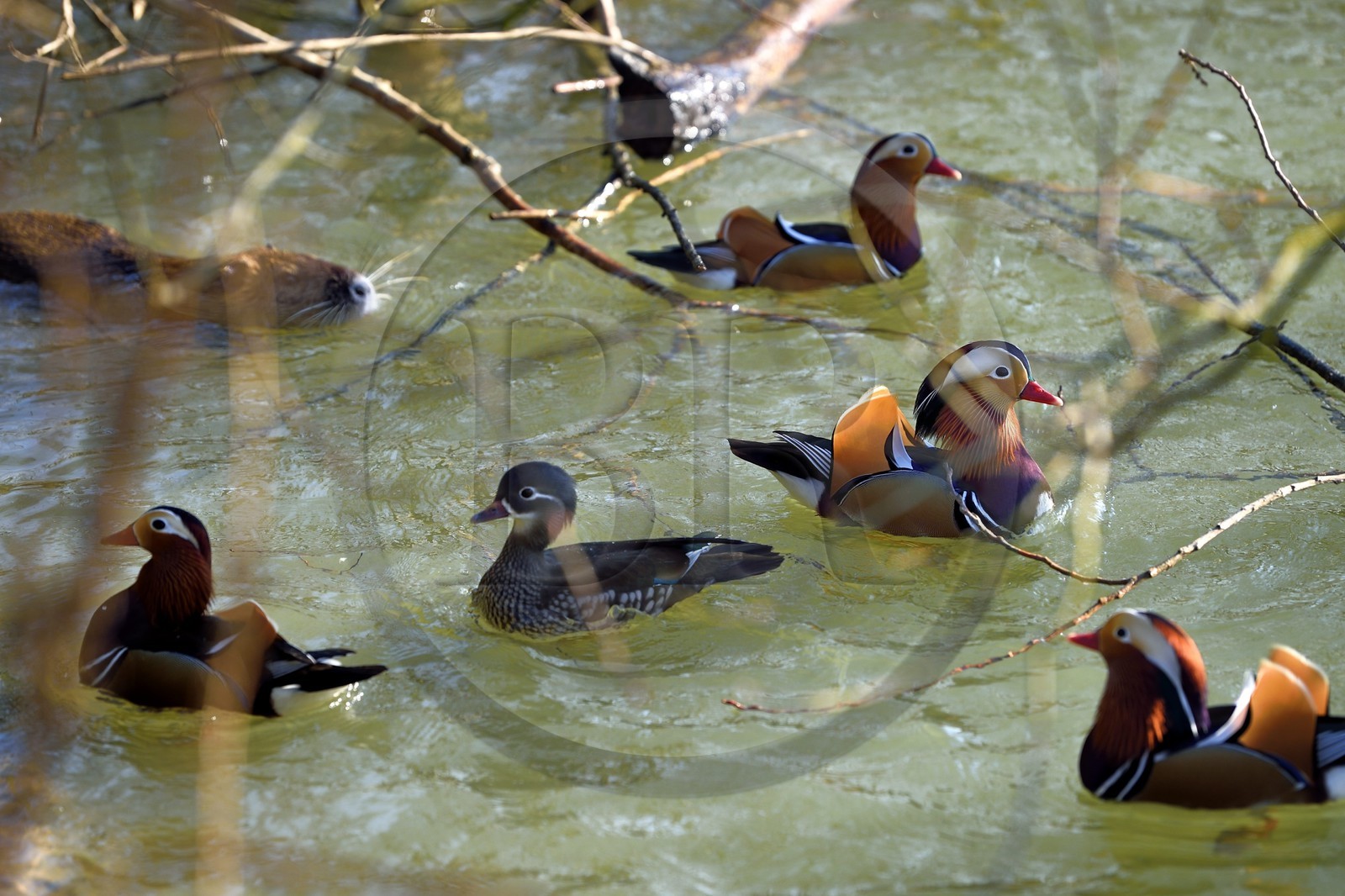 France, Val-de-Marne (94), les bords de Marne, Bry-sur-Marne, canards mandarins (Aix galericulata) et Ragondin (Myocastor coypus) en arrière plan