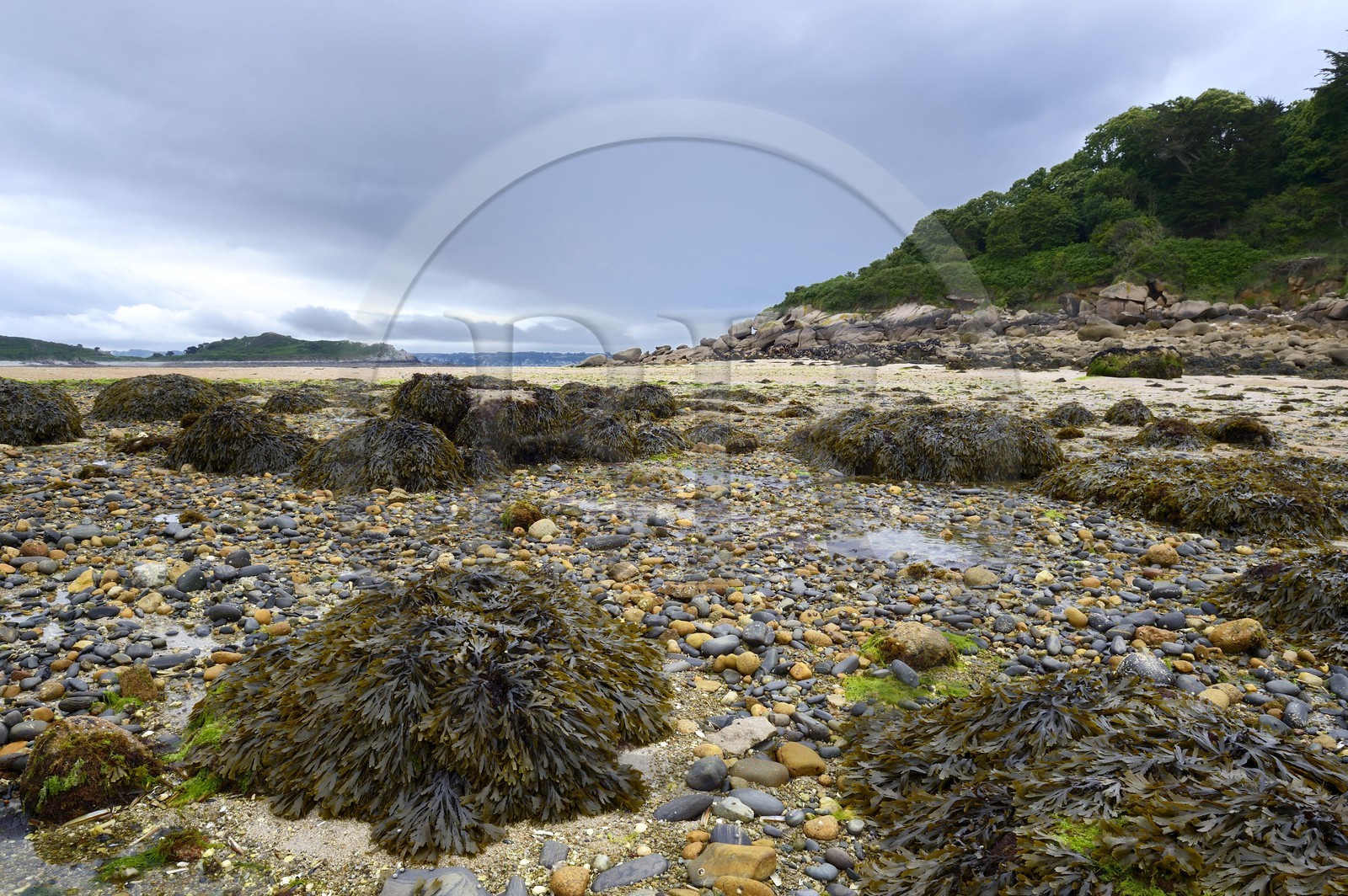 France, Cotes-d'Armor, Cote de Granit Rose (the Pink Granite coast), Trebeurden, passage to Milliau island at low tide