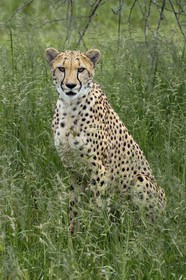 Namibia, Otjiwarongo, Cheetah Conservation Fund, research and education centre, cheetah (Acinonyx jubatus) in tall grass