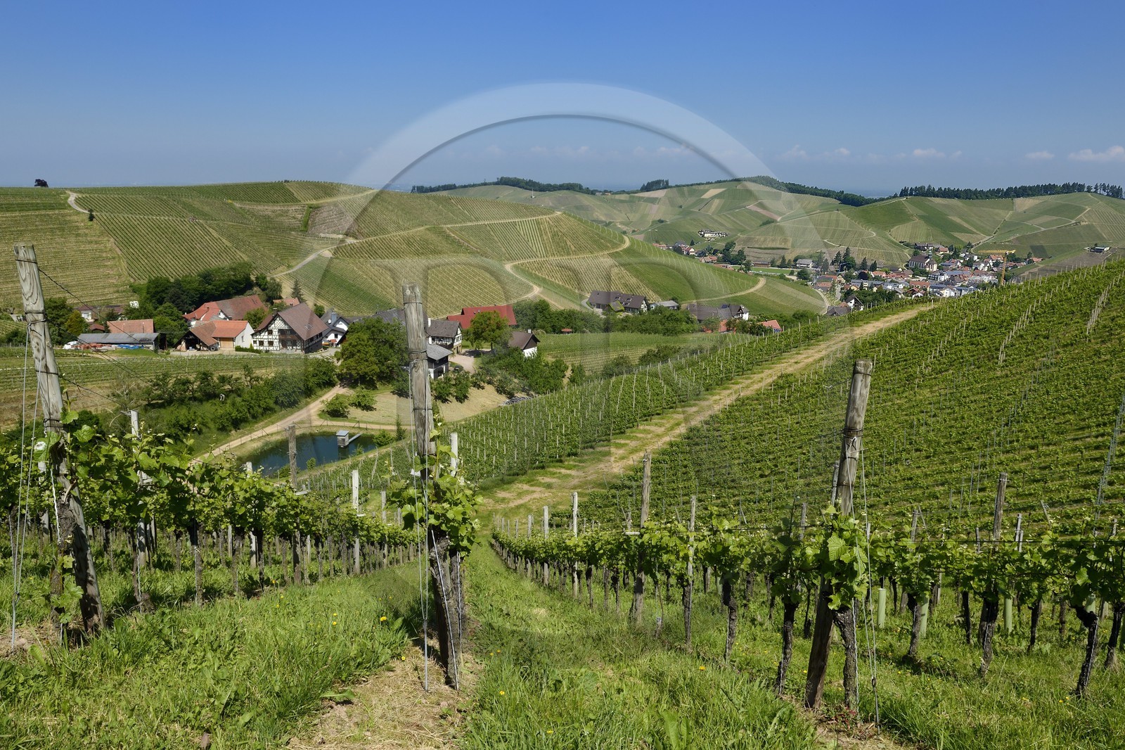 Germany, Baden-Wurttemberg, Durbach vineyard